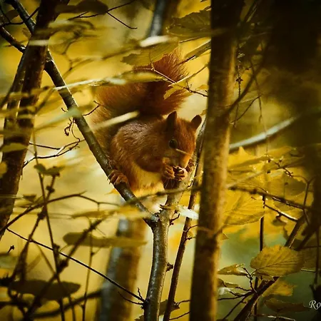 Bruggner Stub'n Landeck
