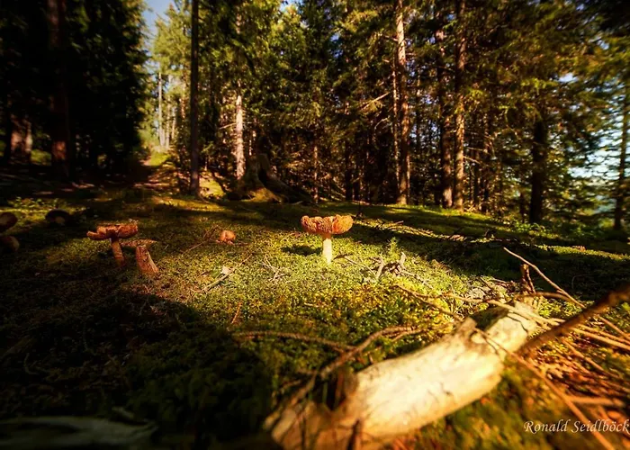 Hotel Bruggner Stub'n 3*